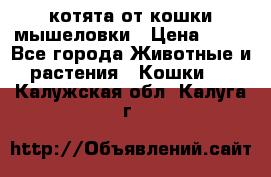 котята от кошки мышеловки › Цена ­ 10 - Все города Животные и растения » Кошки   . Калужская обл.,Калуга г.